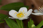 Eastern false rue anemone